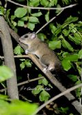 Glis glis
